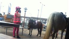 horse in McDonalds