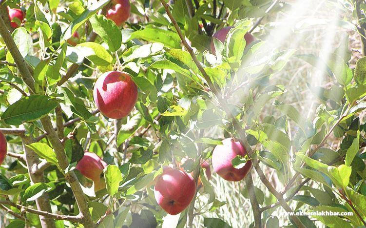 قرار جديد بشأن التفاح والاجاص والبطاطا في لبنان