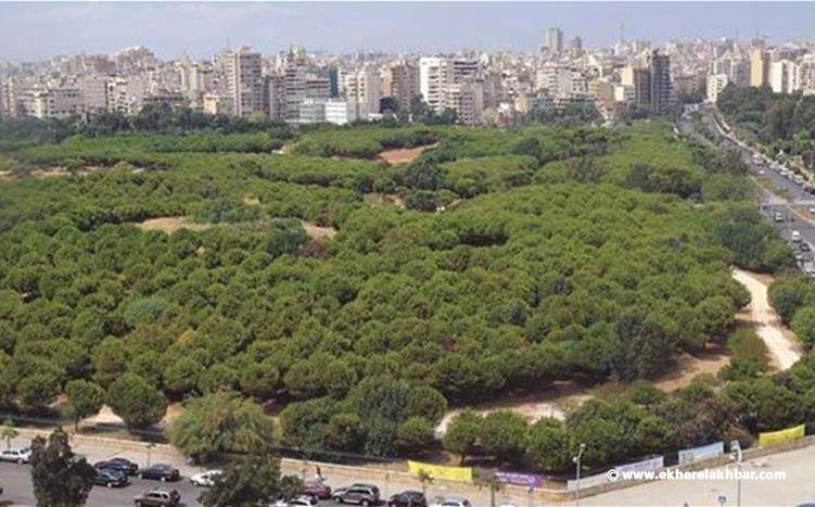 8 مليارات ليرة لأشجار بيروت!