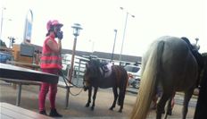 horse in McDonalds