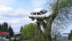 car on top of tree