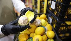  ملايين الحبوب...