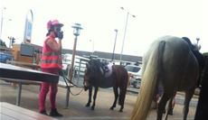 horse in McDonlads