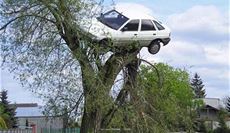 car on top of tree