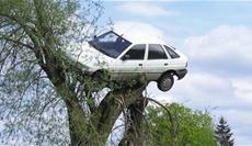 car on top of tree