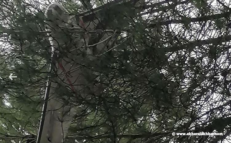 مسيرة عالقة بين الأشجار في  إبل السقي