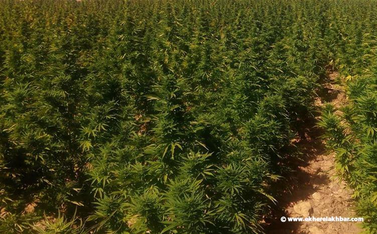 الجيش اللبناني: إتلاف مساحة مزروعة بالحشيشة وتوقيف 3 أشخاص