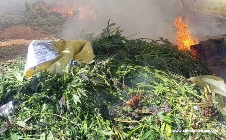 إتلاف مساحة مزروعة بالحشيشة وتوقيف مروجين