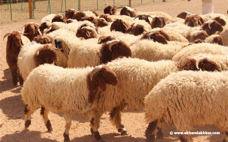 ما سبب ارتفاع أسعار اللحوم محلياً ؟