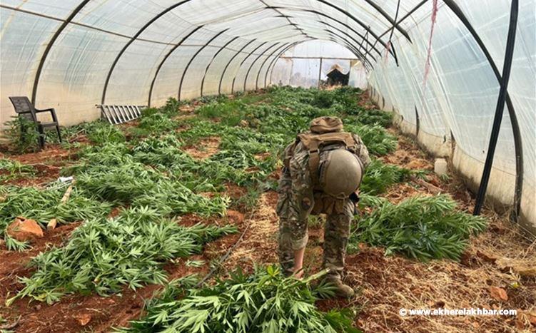 ضبط آلاف حبوب الكبتاغون وإتلاف 14 خيمة ماريجوانا