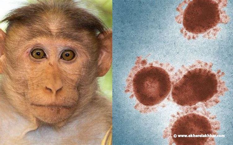 لا وجود لأيّ حالة مصابة بفيروس جدري القردة في لبنان حتى الساعة