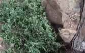 كيف تم العثور على نفق الفنار؟